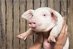 Сlipart farm piglet pig smile snout   BillionPhotos