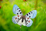 Сlipart butterfly insect peacock garden background   BillionPhotos