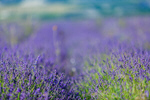 Сlipart lavender flower lavande provence sunshine photo  BillionPhotos