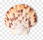 Сlipart white starfish sea mollusk isolated photo cut out BillionPhotos