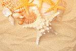 Сlipart Starfish Shell Sea Life Sand White   BillionPhotos