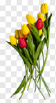 Сlipart spring flowers on desk flowers day jewel tulipe photo cut out BillionPhotos