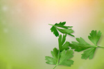 Сlipart parsley aroma aromatic background branch   BillionPhotos