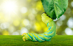 Сlipart Larva Green Moving Up Insect Animal   BillionPhotos