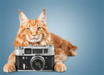 Сlipart photo cat camera pet cute   BillionPhotos