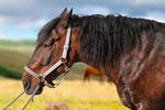 Сlipart fur black profile pets horse   BillionPhotos
