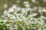 Сlipart plant chamomile meadow anti-inflammatory antimicrobial   BillionPhotos