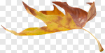 Сlipart autumn leaves leaf fall ground photo cut out BillionPhotos