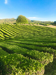 Сlipart nature green mountain tea cameron photo  BillionPhotos