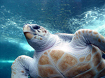 Сlipart Turtle Sea Hawaii Islands Green Sea Turtle Maui photo  BillionPhotos