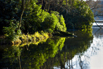 Сlipart Australia Daintree River National Park Rainforest Tropical Rainforest Forest photo  BillionPhotos
