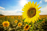 Сlipart sunflower green round agriculture background   BillionPhotos