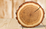 Сlipart Tree Ring Log Wood Tree Trunk Tree   BillionPhotos