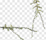 Сlipart spring new decoration nobody plum photo cut out BillionPhotos