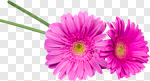 Сlipart Daisy Gerbera Daisy Flower White Frame photo cut out BillionPhotos