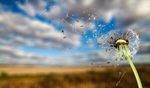 Сlipart dandelion seed wind ruegen blow   BillionPhotos