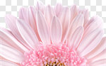 Сlipart Daisy Gerbera Daisy Flower White Frame photo cut out BillionPhotos
