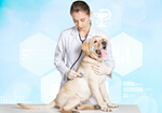 Сlipart dog veterinarian white medical examination   BillionPhotos