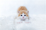 Сlipart Domestic Cat Kitten Humor Cute Isolated photo free BillionPhotos