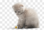 Сlipart Kitten Domestic Cat Isolated Cute Animal photo cut out BillionPhotos