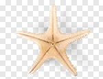 Сlipart starfish red reef fish closeup photo cut out BillionPhotos