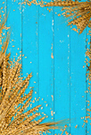 Сlipart Wheat Cereal Plant Oat Whole Wheat Backgrounds   BillionPhotos