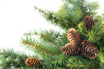 Сlipart Christmas Frame Winter Pine Cone Holiday photo  BillionPhotos