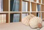 Сlipart seashell white aquarium background nautilus   BillionPhotos