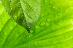 Сlipart Leaf Water Environmental Conservation Drop Green   BillionPhotos