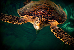 Сlipart Turtle Underwater Reef Cozumel Caribbean photo  BillionPhotos