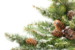 Сlipart Christmas Winter Snow Pine Cone Wreath photo  BillionPhotos
