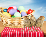 Сlipart Easter Easter Egg Eggs Animal Egg Pastel Colored   BillionPhotos