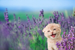 Сlipart pet adorable animal baby blooming   BillionPhotos