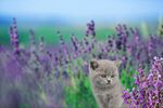 Сlipart pet adorable animal baby blooming   BillionPhotos