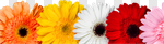 Сlipart Daisy Frame Gerbera Daisy Flower Bed Flower Head photo cut out BillionPhotos
