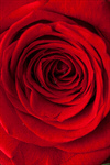 Сlipart Rose Red Valentine's Day Rose Petals Single Flower photo  BillionPhotos