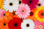 Сlipart Gerbera Daisy Daisy Pink Flower Single Object photo  BillionPhotos