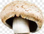 Сlipart Mushroom Portabello Mushroom Edible Mushroom Isolated Vegetable photo cut out BillionPhotos