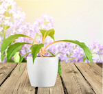 Сlipart Flower on tablet background beautiful beauty decorative   BillionPhotos