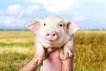 Сlipart farm piglet pig smile snout greeting   BillionPhotos