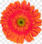 Сlipart Gerbera Daisy Daisy Flower Single Object Isolated photo cut out BillionPhotos