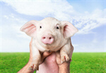 Сlipart farm piglet pig smile snout   BillionPhotos