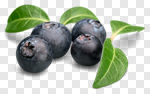 Сlipart Blueberry Berry Fruit Leaf Isolated Food photo cut out BillionPhotos