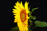 Сlipart Sunflower Plant Single Flower Isolated Flower Bed photo  BillionPhotos