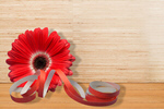 Сlipart Gerbera Daisy Flower Pink Ribbon Backgrounds   BillionPhotos