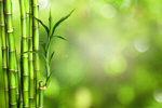 Сlipart Bamboo Tropical Rainforest Backgrounds Green Leaf   BillionPhotos