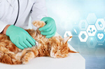 Сlipart sick cat pet care vet isolated   BillionPhotos