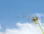 Сlipart Dandelion Wishing Blowing Pollen Wind   BillionPhotos