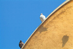 Сlipart Pigeon Venice - Italy Bird Standing Gray photo  BillionPhotos