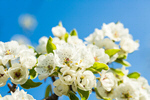 Сlipart Flower and blue sky spring outdoor sunlight tree photo  BillionPhotos
